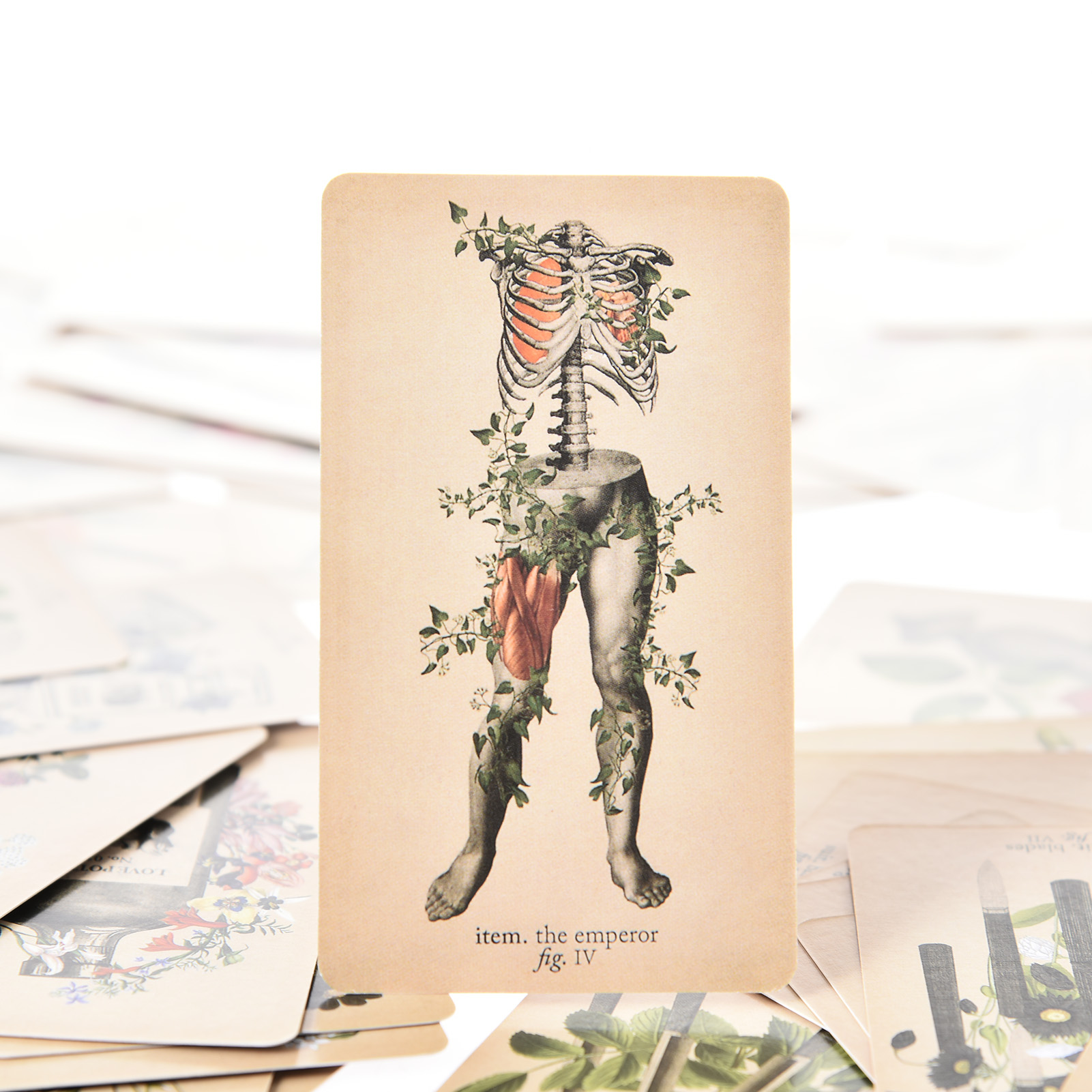 De Antieke Anatomie Tarotkaart - Board Game Oracle recensie en prijs